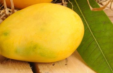 Chaunsa Mango