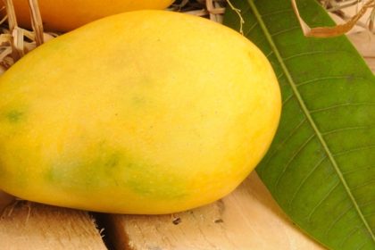 Chaunsa Mango