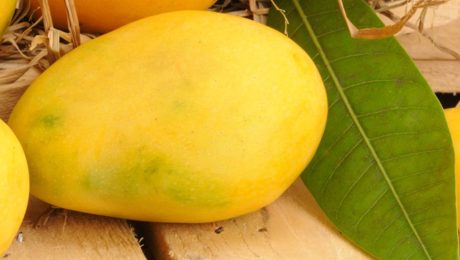 Chaunsa Mango